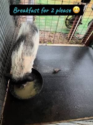 Mr Walter and the brave little birdie❤️ #bird #sharingiscaring #breakfast #Love #happy #piddyslegacy #whatwedo #howweroll #luvthesnout #sanctuary #rescue #nonprofit #california #sanctuarylife #fy #minipig #animallover #animalrescue #cute #morningroutine #breakfastfortwo #pig #livinmybestlife #livinthedream #walterstrong 