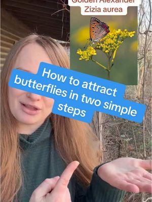 Every wonder how to attract butterflies? Providing host plants and nectar plants by planting more native plants are two simple steps you can take that not only support butterflies - they support countless pollinators and other beneficial creatures. Creating a butterfly, pollinator, and all around wildlife haven begins by adding more native plants to your spaces. Here are other steps you can take to make your yard as attractive to butterflies and beneficial creatures as possible:  🌺The goal is to have at least one plant in bloom during the entire growing season 🌸🌼🌸Plant in large groups of flowers to offer easy targets for passing pollinators 🐝🦋 Remember different pollinators access different types of flowers - if possible - plant a high diversity of plants with different bloom types, shapes, height, and colors  🌿Choose native plants whenever possible and try not to use more than 30% of non-native plants in your garden 🍁Leave as much of your yard “wild” as possible with essential habitat such as leaf litter, fallen logs, tall grass, and wildflowers throughout the year 🌺Plant some spring ephemerals this fall (bulbs that will bloom in early spring), along with early blooming trees (maples, cherries, service berries) and shrubs (rhododendrons, azaleas) to help give early pollinators an early boost of forage  ☠️Avoid all pesticides, herbicides, and fungicides 💧Make sure there is a supply of water nearby; if there is not a natural source a bird bath of dish with stones and shallow water works well 🥸Be wary of plant “cultivars” that alter bloom type or leaf color as these can have negative effects on pollinators Thanks for everything you do for the wild world around us! 🦋🌿💚 #howtoattractbutterflies #butterflygardens #pollinatorgardens #pollinatorplants #nativeplants #butterflylover 