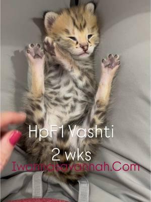 Hpf1 Vashti just turned 2 Wks and what a doll she is. 🥰 . . . #Iwannasavannah  #hpf1savannahcat #catlife #f1savannah   #savannahcat  #dailykitten #savannahkitten #catoftheday #catlove #kittenlove #savannahcatlover  #catsoftheworld  #themeowlife #petoftheday #trending  #bigcats #playfulcats #kittylove #coolcat #exoticcats  #luxurylife #ilovemycat #luxurycat  #catlovers #meowbox 