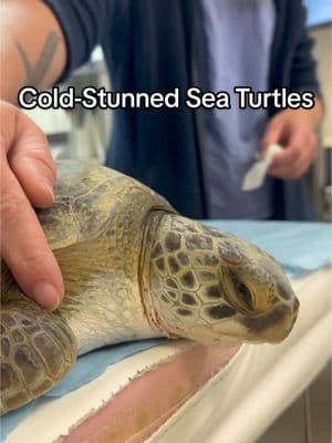 Video from Thursday evening when 8 more cold-stunned juvenile green sea turtles were admitted to The Turtle Hospital. 🐢🏥 They were stranded in northern Florida and were transferred from Volusia Marine Science Center and Brevard Zoo. 🚑 What does “cold-stunning” mean? ❄️ “Cold-stunning is a condition in which sea turtles become very weak and inactive from exposure to cold temperatures. It generally occurs when water temperatures fall below 50˚F (10˚C) where sea turtles are present. Cold-stunned turtles become lethargic and are eventually unable to swim causing them to float at the surface. Wind and/or tides may wash them ashore. If temperatures remain low or turtles are not rescued, they can develop secondary health problems or die. Hundreds or even thousands of sea turtles can be affected by cold-stunning events.” -NOAA Fisheries 🐟 #greenseaturtle #green #greenturtle #cold #stun #rescuerehabrelease #seaturtlerescue #turtle #turtlehospital #marathonturtlehospital #theturtlehospital #sea #seaturtle #seaturtles #science #nature #ocean #beach #seaturtlehospital #seaturtlerehab #wildlife #animals #fyp #seaturtlelove #savetheturtles #STEM #floridakeys #education #patient #connectandprotect #compassioniscontagious #animaltiktok #turtletok 