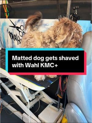 Matted dog vs KMC+ by @Wahl Animal #reggiescissorhand #mobilegroomingdallas #engagementpost #algoritmotiktok #doggrooming #matteddog #wahlkmcordless 