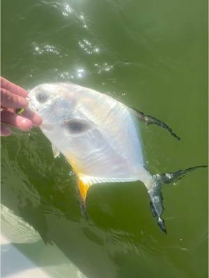 tf is this?   #pompano #fishing #boca #bocagrande #bocagrandeflorida #fishingflorida 