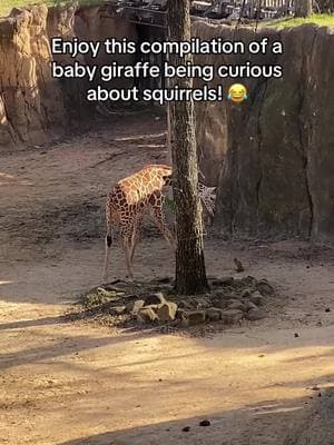 @Dallas Zoo #giraffe #giraffes #giraffesoftiktok #babygiraffe #babyanimals #cute #funny #zooanimals 