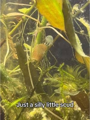 He’s so cute I wish I had a macro lens so I could get a close up of him #scud #scuds #fishtank #fishkeeping #aquarium #aquariums #fishtanks #fishtok 