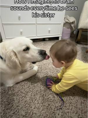 Will sneak in an extra lick ten out of ten times #fyp #goldenretriever #bakertheenglishcream #dogsoftiktok #goldenretrieverlife #englishcream #englishcreamgoldenretriever #dog #puppy #dogandbaby 