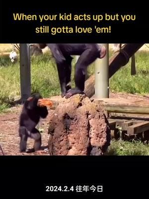 When your kid acts up but you still gotta love 'em! #GorillaParenting #MischiefManaged #MomLife #WildLove