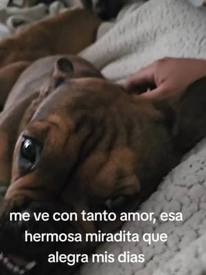 #conmilrosasparami #fypシ゚viral #fy #fyp #josuesolis32 #paratii #fyppppppppppppppppppppppp #perrihijos #petlover #perritos 