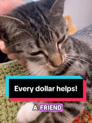 Every dollar helps! #cats #Philanthropy #donate #helpcats #lovecats #thecatterycc