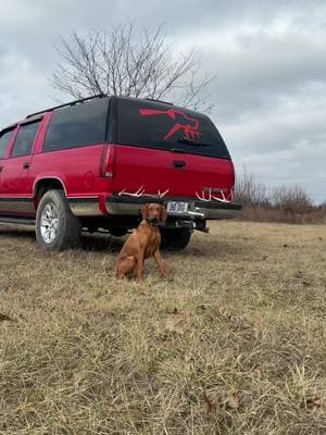 Just a bird dog doin shed dog things #sheddog #shedhunt #shedhunting #shedantlers #deer #dog #vizsla #hungarianvizsla #shedrally #fyp #foryou #foryoupage 