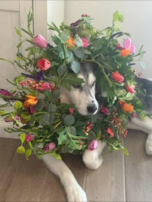 #emotionaldamage#husky#huskies#siberianhusky#aiberianhuskies#dog #funny#cute#fyp#fypシ #fyppage #hatemom #perro #comedy #flowers#