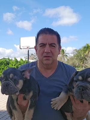 #frenchbulldog #frenchi #frenchie #frenchiesoftiktok #dog #dogtiktok #frenchiforsale #frenchiepuppy #miami #fyp #foryourpage #exoticbulldogs #frenchiesociety #frenchiesofinstagram 