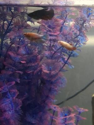 nava and fleurette: 👁️👄👁️ #fyp #fish #fishy #fishies #fishes #fishtok #fishtank #fishhooks #aquarium #🐟 #fishoftiktok #bettasoftiktok #bettatok #betta #bettafish #bettafishtank #bettatank 