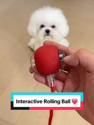 Interactive Rolling Ball ❤️  #dogs #dogtoys #rollingball #dogball 