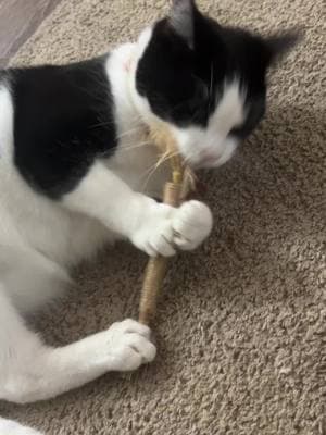 Fettuccini approved. She loves these silvervine sticks. She’s only 1 year old so cat nip really doesn’t do anything for her. #cat #cattoys #silvervinesticks #silvervine #catsonsilvervine 