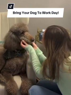 Sometimes we all need a mid-day pet 🐾 #discoverlongisland #longisland #discoverli #officelife #longislandny #officetok #dogday #officehumor #bringyourdogtowork #puppytiktok #dogsoftiktok #officefun #officedog #officedogs #bringyourdogtoworkday 