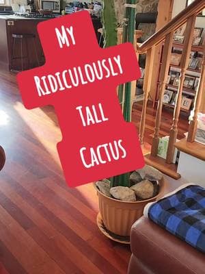 #cactus #plantsoftiktok #succulents #gardenlife #houseplants #cacti #plants #cottageliving #mainecabin #cabininthewoods #mainelife 