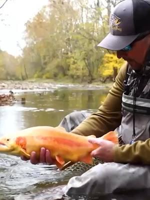 West Virginia: The Greatest Natural Playground 🌄🎣 At the Almost Heaven Classic, Curtis was asked if he ever reflects on the responsibility of being one of the main voices sharing West Virginia with the world. His answer? Absolutely. No matter where he goes, Curtis tells people that West Virginia is the greatest natural playground there is—and it wouldn’t be nearly as special without the incredible people who call it home. Having traveled to 49 states, he’s shared this message far and wide, and the response is always the same: West Virginia is truly one of a kind. Let’s keep spreading the word about our wild and wonderful home! 🌎💙 🪶 #FlyRodChronicles | #AlmostHeavenWV | #WildAndWonderful | #Wvtourism | #WestVirginiaProud