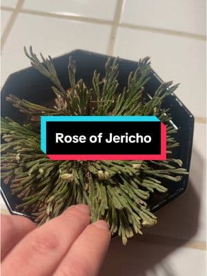 This is going to be a fun addition to my weekly Sunday ritual #plantlover #roseofjericho #plantsoftiktok 