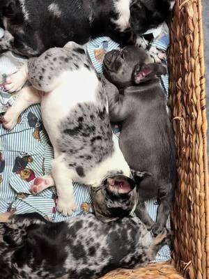 Bianka Dior’s Pups are 7 weeks old! #biankadiorthefrenchie #chulothefrenchie #frenchielife #frenchbulldog #frenchiesoftiktok #frenchies #frenchiepuppy #frenchiepuppies #frenchbulldogpuppy #frenchbulldogpuppy #frenchiepuppies #frenchbulldogpuppy #frenchbulldogpuppies #merlefrenchie #meriefrenchiepups #merlefrenchbulldog #cutefrenchie #cutefrenchiepuppies #fyp #fypシ #fypシ゚viral #dog #dogsoftiktok #doglover #dogdad @Taylor Swift @Eva Longoria @Selena Gomez @kathypavelka1215 @JLO @Veronica _Rose🌹1977 