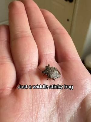 Idk how yall just be murdering these stinkies 🥴🥲 #stinkbug #nature #repost #viral #befree 