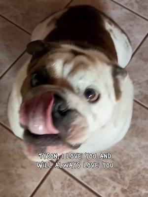 Love will guide you home because he is there waiting for you 🥹 Credit: @Tyson The Gangsta Bully  . . . . . . . . #bulldogsoftiktok #englishbulldogs #englishbulldoglover #englishbulldogsoftiktok❤️👑 #englishbulldogsoftiktok❤️ #englishoftiktok #englishbulldoglovers #englishbulldogpuppie #englishbulldoglife #englishbulldogpuppy 