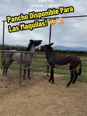 Lindsay California Avise con tiempo para tener espacio disponible para su yegua!  #fyp #parati #viral #rancho #caballo #caballos #kentuky #california #yegua #yeguas #potro #potrillo #mula #macho #xy #xyzcba #xyzbca #garañon #xuhuong #cuartodemilla #maquila