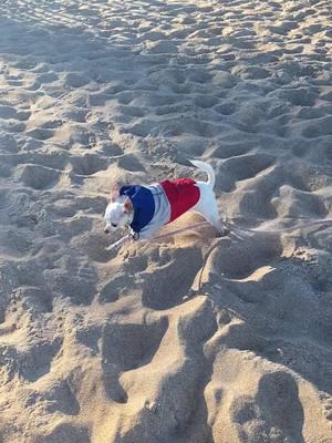 She was so happy to be there, but sad on our way back home 🐕💕 #ormondbeach #dogs #florida #dogsoftiktok #chihuahuamom #doglifestyle 