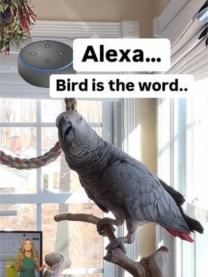 Bird Bird…Bird is the word🦜💕Feel my love everyday - get my Symagirl merch today! I have adult and kids Ts, hoodies and mugs! LINK IN BIO! Scroll when you’re there to find more of your favorite Symagear! #symontheafricangreyparrot #talkingparrot #babyparrot #congoafricangrey #africangrey #africangreyparrot #parrotsofinstagram #africanparrot #petsofinstagram #birds #cag #talkingbird #crazybird#birdsofinstagram #sillybird #parrots #pets #redbuttchicken #funnyparrot  #crazyparrot #smartbird #happyparrot #talkingbird #birdistheword #bird #birds #s#symontheafricangreyparrotb#babyparrotc#congoafricangreya#africangreya#africangreyparrotp#parrotp#parrotsoftiktoka#africanparrota#africanparrotsp#parrotsoftiktokg#greyparrotsa#africangreysoftiktoks#symonpappsc#congoafricangreysoftiktokc#cagt#talkingparrotst#talkingparrotp#parrotloversp#parrotlifef#funnyparrott#talkingbirda#africangreyloverb#birdf#funnyparrotc#crazyparrotA#Africangreyparrotsoftiktokg#girlpowerl#learningtotalke#educatedparrota#alextheparrotf#fyp