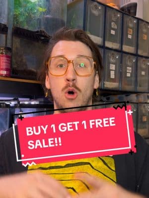 BUY 1 GET 1 FREE SALE ENDS SATURDAY, FEB. 8TH AT MIDNIGHT! head to rhacnroll.com 🦎🦎#reptile #reptiles #reptileexpo #reptilekeeper #reptilelove #reptilesoftiktok #crestedgecko #crestedgeckos #crestedgeckosoftiktok #gargoylegecko #gargoylegeckos #gargoylegeckosoftiktok #gecko #geckos #geckosoftiktok #rhacnroll #reptilelover #reptileroom #reptileroomtour #reptiletiktok #reptilekeepers 