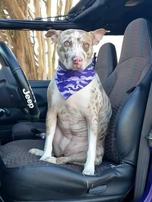 Beautiful day for the top to be flipped back & windows down, just me & my jeep dog. Yes I've got hands free camera equipment, my hands are on the steering wheel & I'm focused on the road💜🐶🐾🍇🥜✌🏻 #foryou #foryoupage #fy #fyp #cameraequipment #safetyfirst #jeepride #jeepdog #topflippedback #windowsdown #jeepvibes #jeeplove #jeepfreak #jeepwave #jeepeverything #jeepjeepjeep #justmeandmyjeep #itsajeepthing #jeeplife #jeepwrangler #jeeptj #grapenutt #liftedjeep #beepbeeppurplejeep #jeepgal #purplejeepgal #jeepgirlsdoitbetter #jeepsoftiktok #jeeptok #jeeptiktok #tiktokcreator 