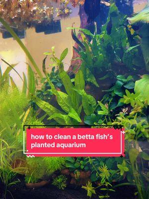 betta fish tank maintenance can be a little confusing and even more when you add plants to the mix 🥲 i get asked a lot about this and i decided to make a better and extended version on how i do it. hope this helps anyone out there trying to get into the hobby #bettatanksetup #bettafishcare #bettathailand #bettas #bettatok 