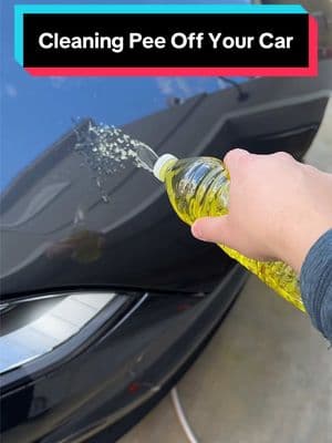 This is so quick 😳 #autodetailing #dryingtowel #dryingtowel #blackline #dryingtowel #carwash #mobiledetailing #blackline #detailing #cardryingtowel #detailersoftiktok #autodetailing #detailingcars #detailingproducts #detailingaccessories #SeasonalEssentials #treasurefinds #carwash