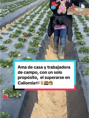 Acompáñame a realizar mis actividades cotidianas para empacar mi lonche e irme a laborar en los campos de California🇺🇸👩‍🍳🍱👩‍🌾🍓 #comparte #agriculture #trabajo #campo #parati #fresa #empacando #lunch #fyp #comida #mexicana #foodtiktok #tortillas #trabajadoradecampo #amadecasa #midia #viralvideo 