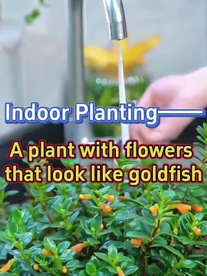 #indoorplants #goldfishplant #homegarden #indoorgarden #plants #greenplants #indoorgarden #gardentips #planting #houseplant 