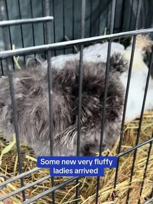 Rescue Chickens - how could we say no to these sweet old ladies?! #fabledfarm #fabledfarmrescue #animalsanctuary #chickenrescue #silkiechicken #silkiesoftiktok 