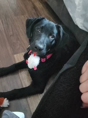 She's filled that missing piece. Our Ava girl sent us a good one. Dezi 🥰 #lab #sweetgirl #growingfast #inlove 