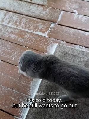 Cat doesn’t feel cold🥶🥶#cat #cats #cutecat #foryou #foryoupage #funny #fypツ #funnyvideos #funnyvideo #catsoftiktok #catlover #funnycat #funnytiktok #funnyanimal 