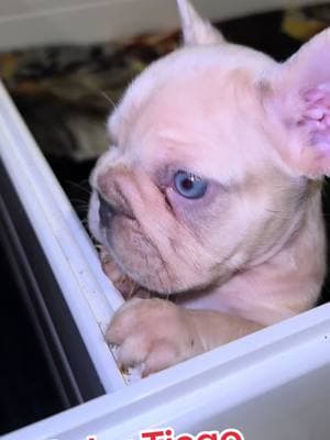 #bulldog #frenchie #puppies #funnypuppies #puppytiktok #riverside 