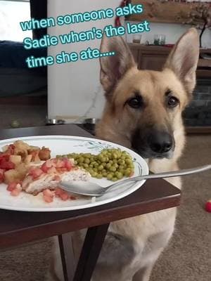 .... but her empty food bowls behind her actually indicate that she wolfed down her dinner before I even sat down to eat mine...🤣  #sineadoconnor #itsbeen7hoursand15days #hungrydog #justforfun #foryoupage #dogtok #fyp #cutedog #likemyvideo #pleasefeedthedog 