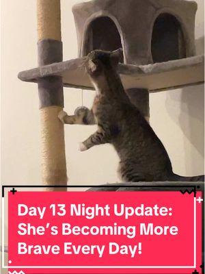 Day 13 night update: my job was really overwhelming today so I wasn’t able to provide a morning update, but I think this update makes up for it! Look at how brave she is today! I’m so proud of her. 🥹 #catdistributionsystem #catdistributionsystemoftiktok #update #catsoftiktok #adoptdontshop🐾 #emotionalsupportanimal #emotionalsupportcat #emotionalsupportcats #catmom #audhdcatmom #introducingcats #novi #lunaandnovi #roomswap #cattok 