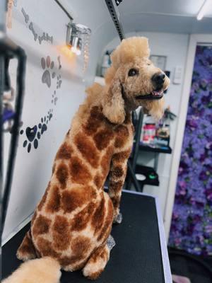 Giraffe attempt #3 on Cyrus!! #progress #grooming #fyp #creativegrooming 