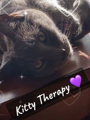 It may not be heaven, but it is a safe haven💗 A round of kitty therapy for everyone!  #cattherapy #scottishfold #tortiecat #russianblue #tabbycat #orangecat #catsoftiktok #catlover #cattok 