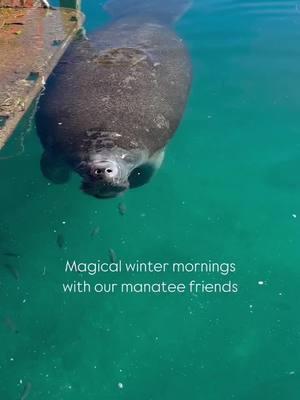 Manatee sightings ahead! 🐋💙 One of the most magical experiences in The Palm Beaches is spotting gentle manatees gliding through our warm waters! Whether you’re kayaking through mangroves, paddleboarding along the Intracoastal, or cruising on a boat, keep an eye out for these friendly sea cows. 🛶☀️ • • Winter is peak season to see them as they gather in the warmer waters—so grab your gear and get ready for an unforgettable wildlife encounter! 🌿🐾 • • 📍Best spots: Manatee Lagoon, Peanut Island, Jupiter Inlet & more! #ThePalmBeaches #LOVEThePalmBeaches #manateeseason #seacow #manatee #manateelagoon #jupiter #jupiterfl #soflo #marinelife #waterlover #wildlifeadventure #peanutisland #visitflorida #lovefl @paddleparadisepalmbeachfl