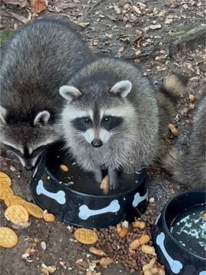 Rocky family enjoying their snack together w/Daily Hiss #fyp #dailyhiss #raccoonsoftiktok #raccoon #raccoons #maurmaurtwice #raccoonlife 