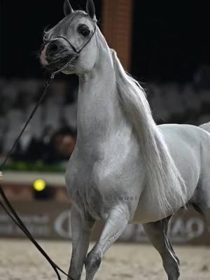 D Seraj video sourced from alsuwaidi.photos #purebredarabian #horses #stallion #arabianhorses #araber #fyp #horseriding #arabe #arabianhorse #arabian #horse #pursangarabe