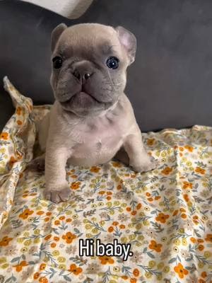 The sweetest little puppy!🍯 🤍🐾 Follow us @French Bulldog Family  #throwback #throwbackthursday #puppy #cutenessoverload #cutepuppy #frenchiepuppy #frenchiepuppylove #frenchiegram #frenchiereels #pupper #frenchi #frenchieoftheday #frenchbulldogpuppy #puppylove #puppydog #puppyfun #frenchiefever #frenchies_ #frenchieoftheday #frenchiemom #dogmoments #dogmomlife #cutiepie #cute #blessed #blessedlife #godisgood