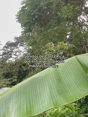 Y uno lo ve tan normal. Escuchar monos congos en un día lluvioso: Costa rica core.  #monos #congos #howlermonkey #viajar #costarica #guanacaste #santateresa 