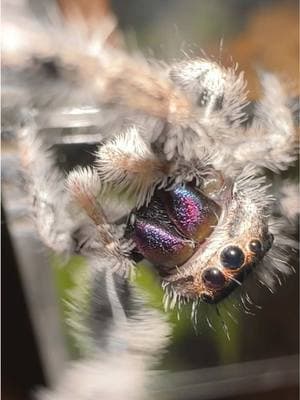 New spood!! She’s gorgeous! 😍  #jumpingspider #myspooders #jumpingspideroftiktok #regaljumpingspider #phidippusregius #pedipalps #PetsOfTikTok #newfriend #gorgeous #scared #ick 