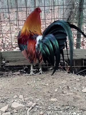 Pure McLean #3sunsgamefarm #gallos #gallosworld #gallosmexico🐓👌 #gallosfinos💯 #hatchrooster #greenleggedhatch 