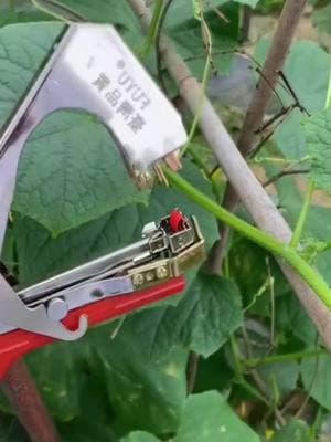 "Have You Seen This Jam-Free, High-Efficiency Branch Tying Machine? 🌿✨ What Used to Take 2 Hours Now Only Takes 10 Minutes! Save Time & Effort with This Game-Changer! 🚀💪 #HighPerformanceTool #GardeningHacks #BranchTyingMachine #PlantFixing #TimeSaver #EffortlessWork #GardenersChoice #DIYGardening #ShopNow"